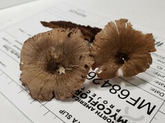 Pluteus septocystidiatus