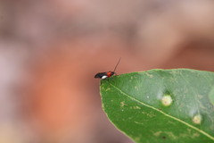 Callibracon capitator