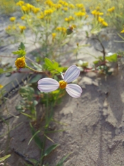 Coreocarpus parthenioides parthenioides
