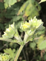 Montanoa grandiflora