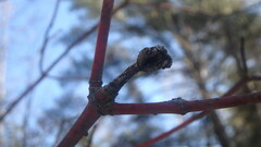 Neolasioptera cornicola