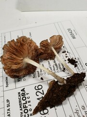 Pluteus septocystidiatus