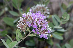 Eremosis foliosa