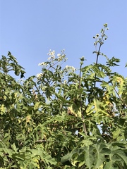 Montanoa grandiflora