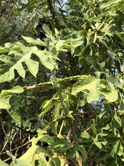 Montanoa grandiflora