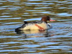 Mergus merganser