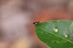 Callibracon capitator