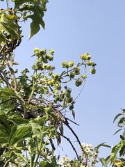 Montanoa grandiflora