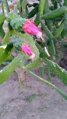 Opuntia karwinskiana