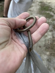 Ophisaurus attenuatus