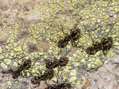 Liometopum apiculatum