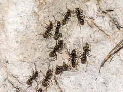 Liometopum apiculatum