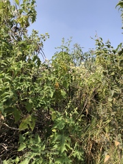 Montanoa grandiflora