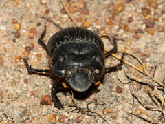 Dichotomius colonicus