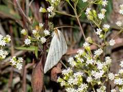 Neuromelia selectata