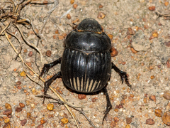 Dichotomius colonicus