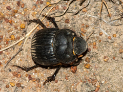 Dichotomius colonicus