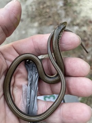 Ophisaurus attenuatus