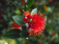 Metrosideros parkinsonii