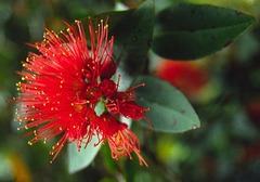 Metrosideros parkinsonii