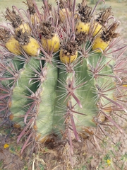 Ferocactus santa-maria