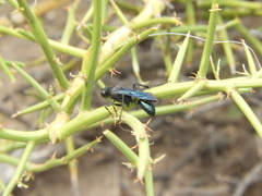 Stangeella cyaniventris