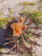 Ferocactus santa-maria