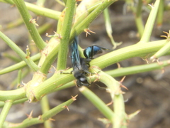 Stangeella cyaniventris