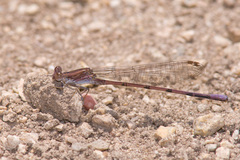 Argia pallens