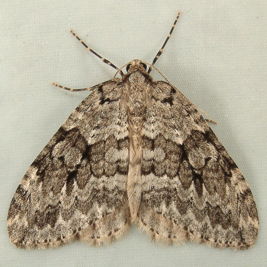 Autumnal Moth