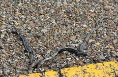 Thamnophis proximus orarius