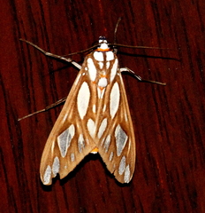 Robinsonia polyplagia