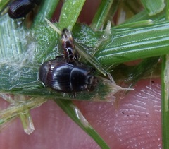 Histeridae