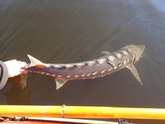 Acipenser brevirostrum