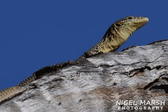 Varanus scalaris