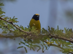 Euphonia affinis