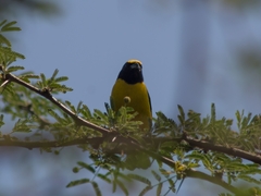 Euphonia affinis