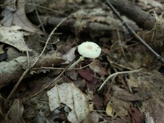 Leucocoprinus flavescens
