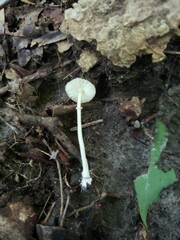 Leucocoprinus flavescens