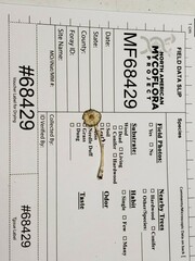 Leucocoprinus flavescens