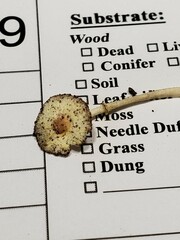 Leucocoprinus flavescens