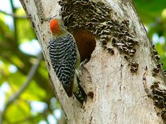 Melanerpes hoffmannii