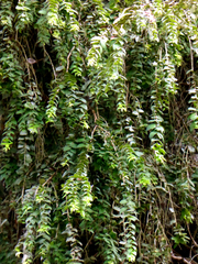 Metrosideros colensoi