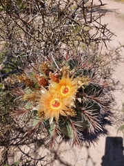 Ferocactus santa-maria