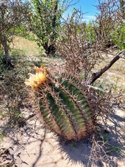 Ferocactus santa-maria