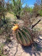 Ferocactus santa-maria