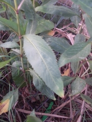 Persicaria barbata