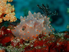 Halgerda batangas