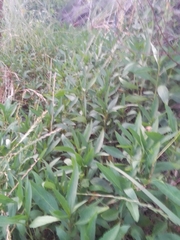 Persicaria barbata