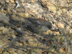Junco hyemalis caniceps